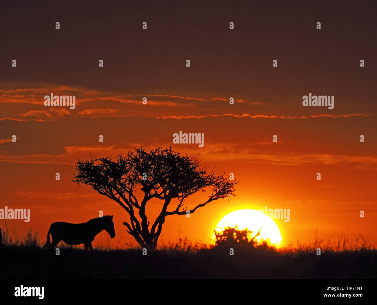 Africa sunset plains zebra hi-res stock photography and images - Alamy