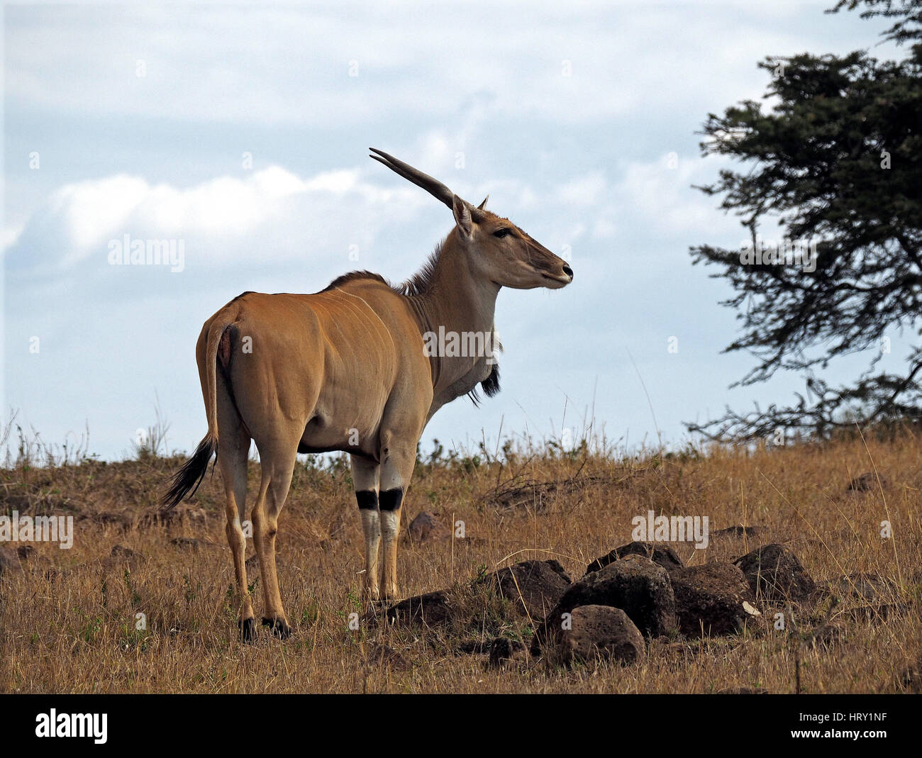 Oryx horn hi-res stock photography and images - Alamy
