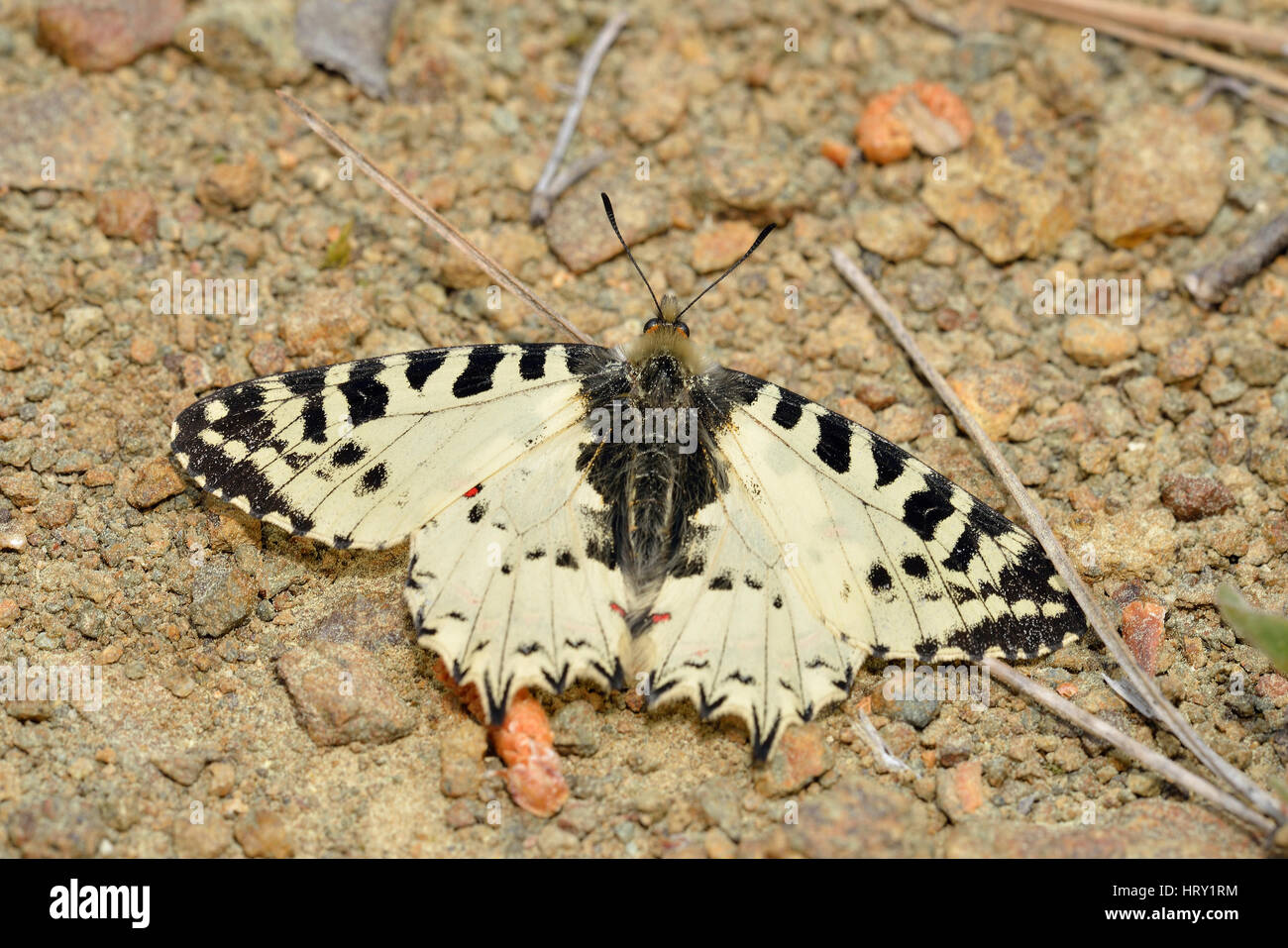 Eastern Festoon Butterfly Allancastria (Zerynthia) cerisyi Endemic