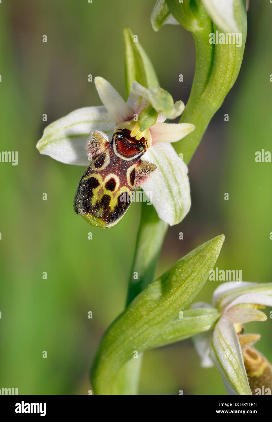Carmel Ophrys Orchid - Ophrys umbilicata From Cyprus Stock Photo