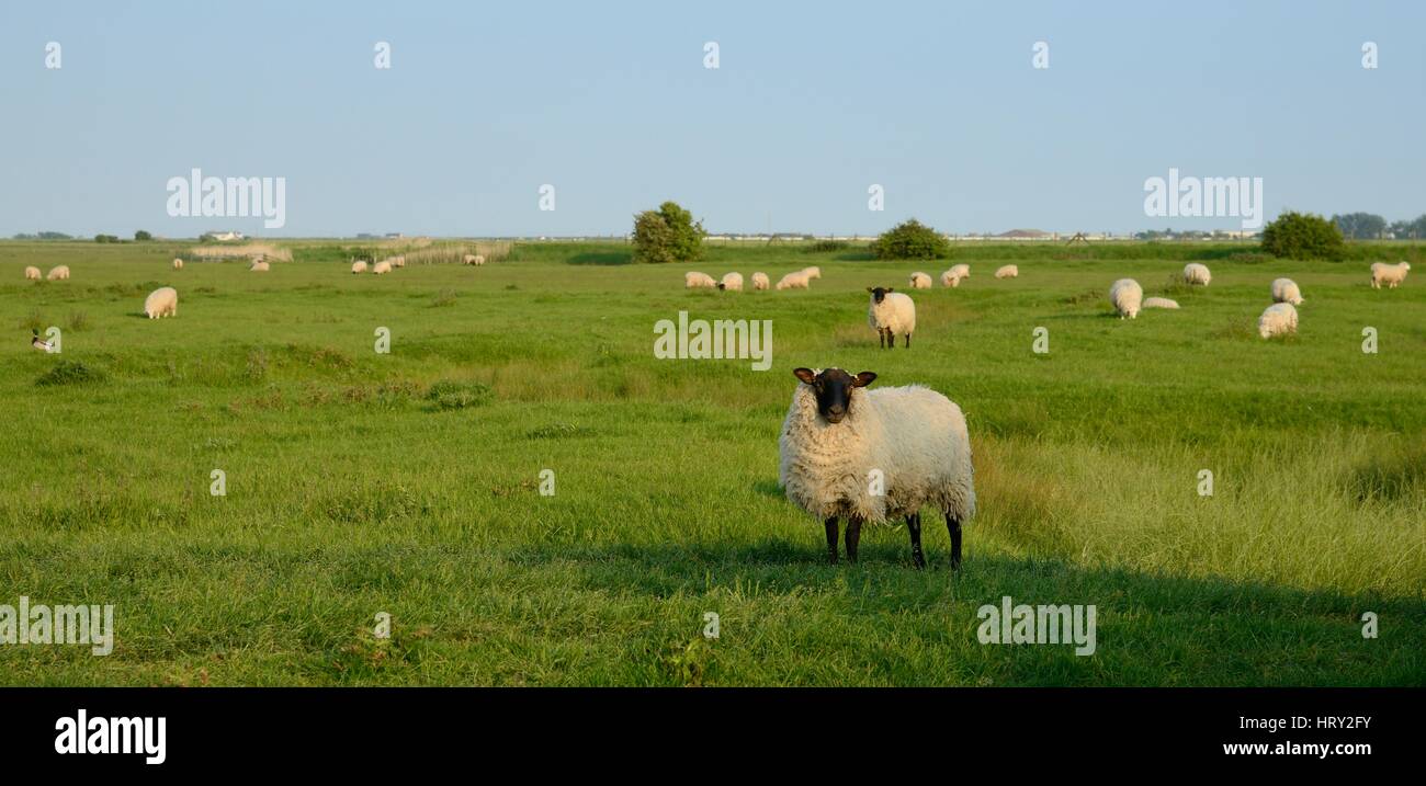 Sheep (Ovis aries) grazing Romney Marshes, near Rye, Sussex, UK, June 2016. Stock Photo