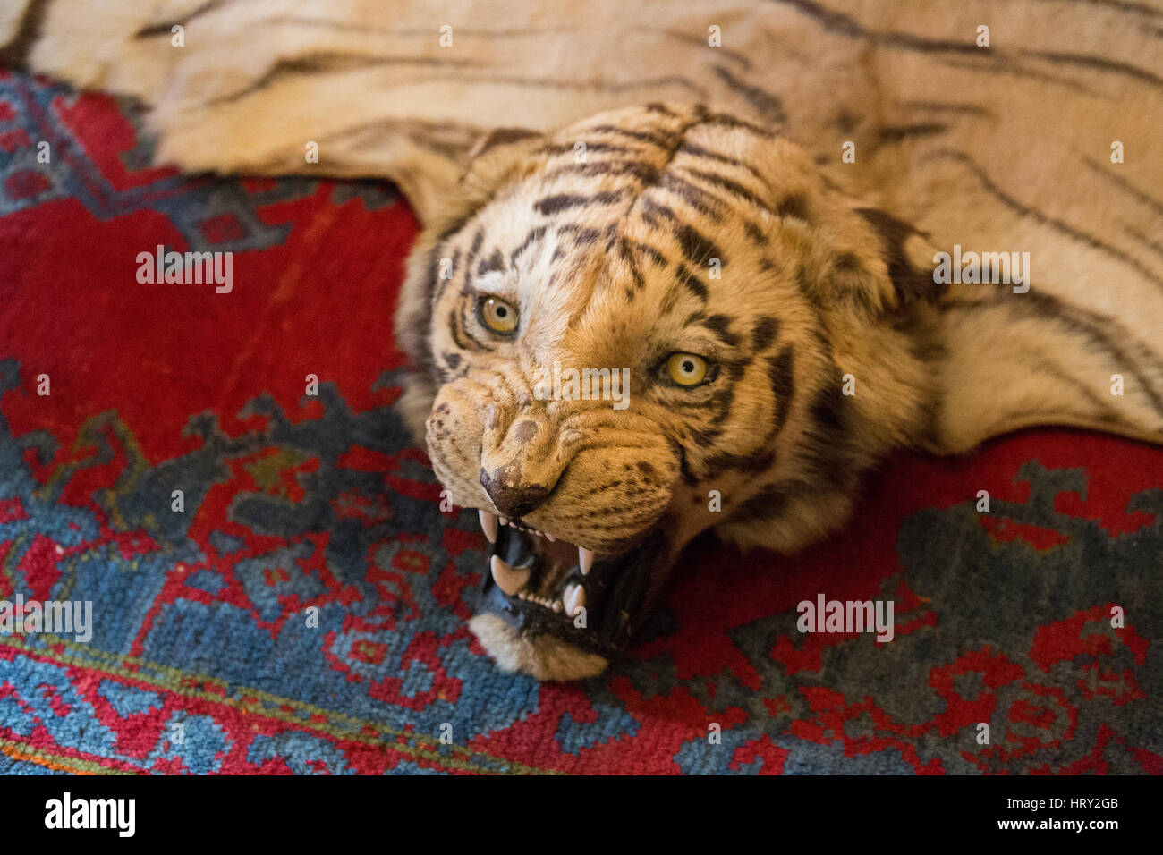 A taxidermy Bengal white tiger Stock Photo - Alamy
