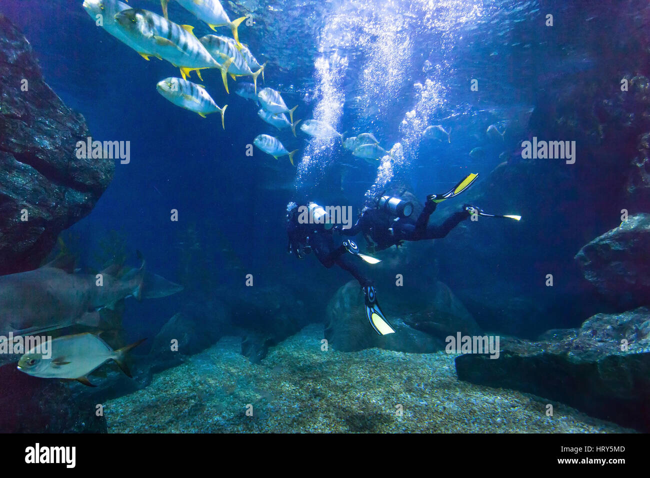 divers exploring fish underwater in the sea, beautiful diving background Stock Photo
