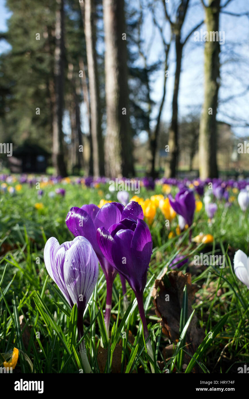 Uk Midlands Spring Crocus flowers in spring, Brueton Park, Solihull, West Midlands ...