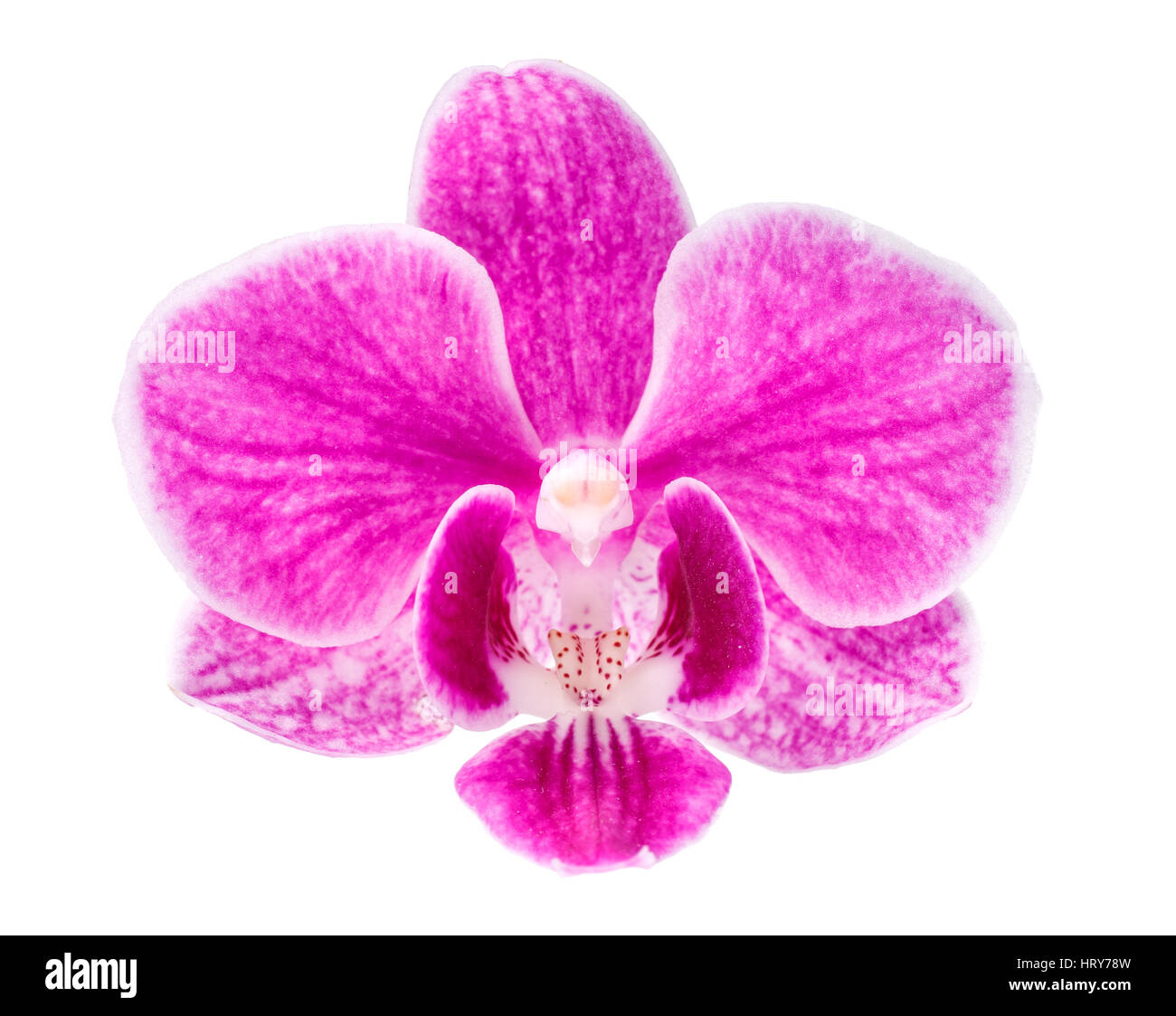 Beautiful head of pink orchid isolated on a white background Stock ...