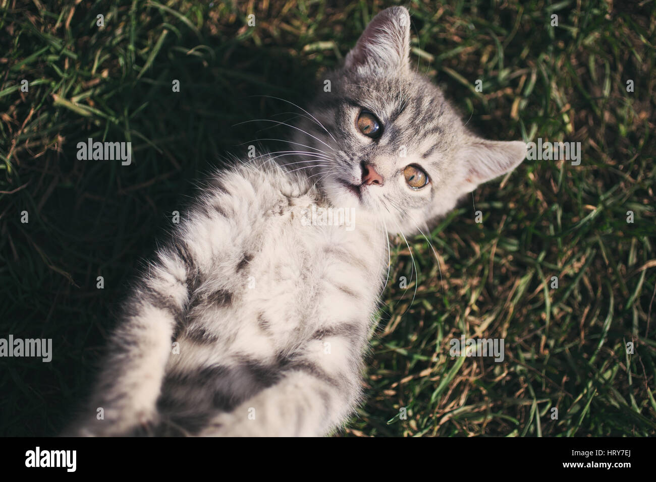Lying on grass playful cat hi-res stock photography and images - Alamy