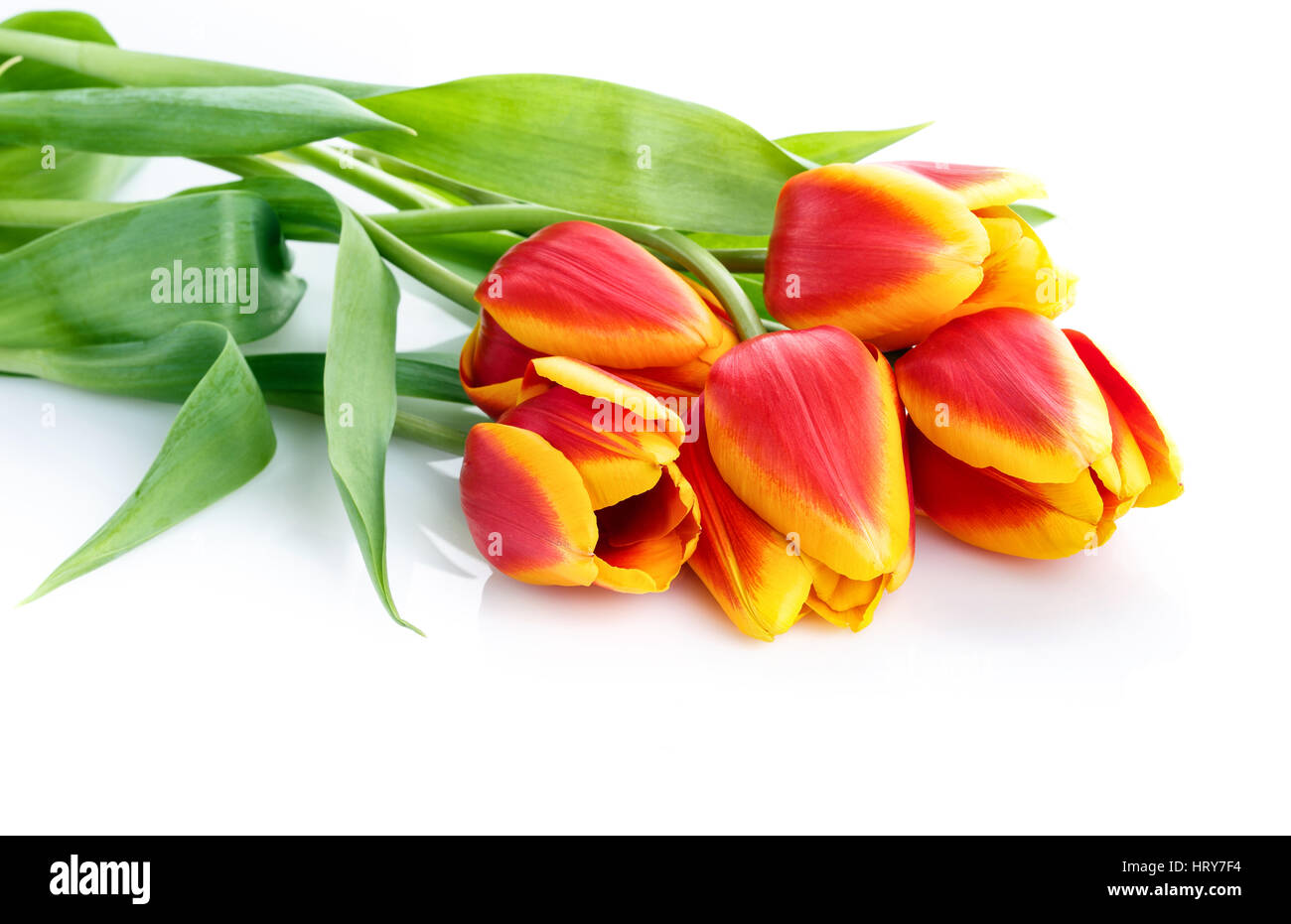 beautiful bouquet of red and yellow tulips isolated on white background ...
