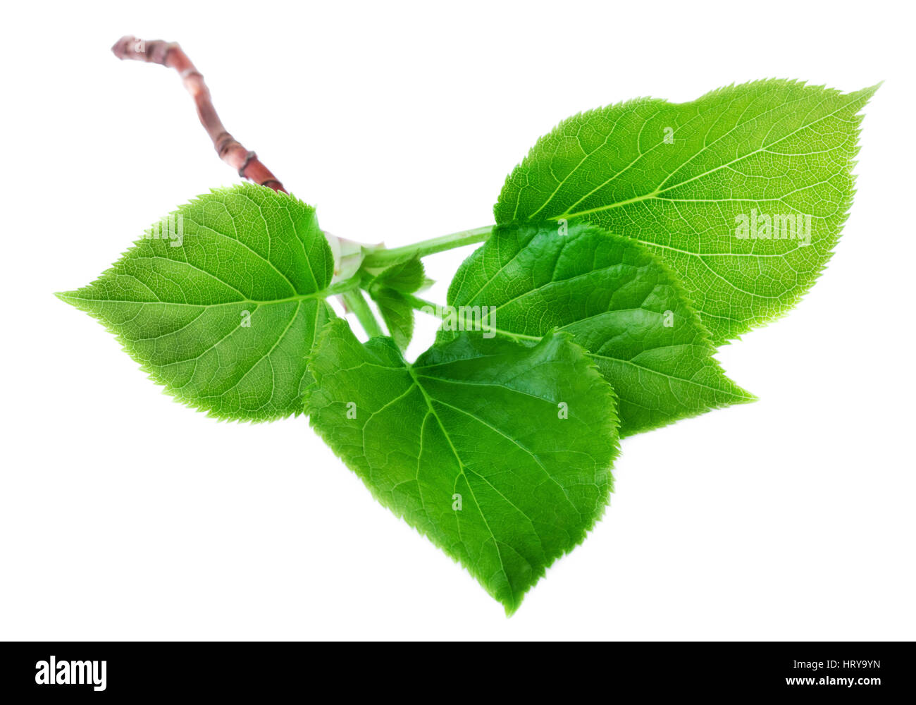 Branch with young green spring leaves isolated on white background ...