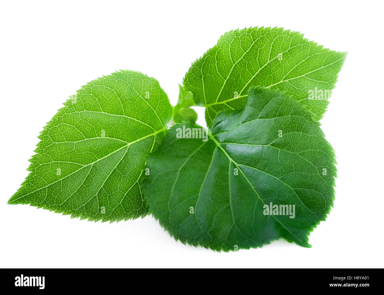 Young fresh new green spring leaf on white background Stock Photo