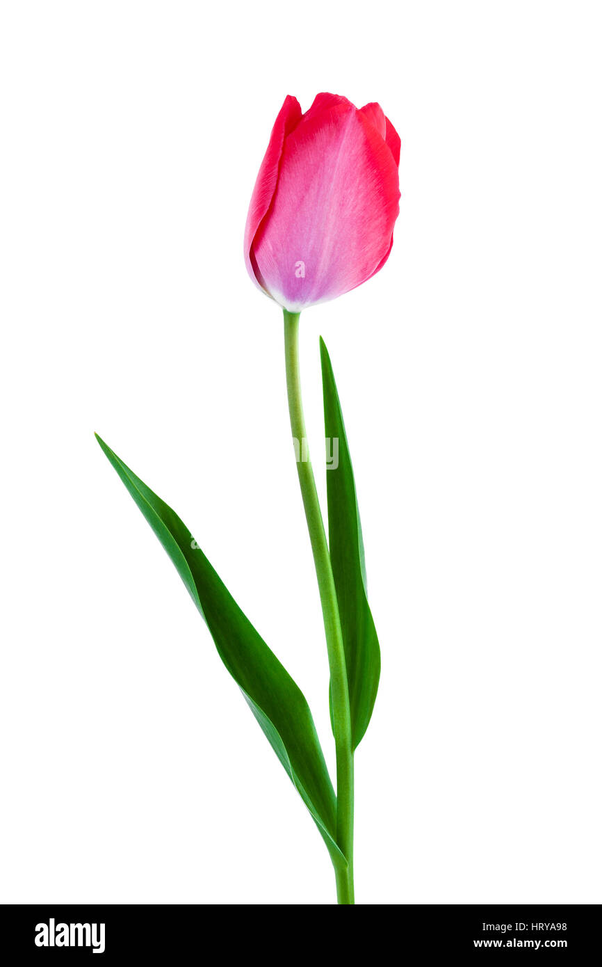 Pink tulip spring flower isolated on white background Stock Photo - Alamy