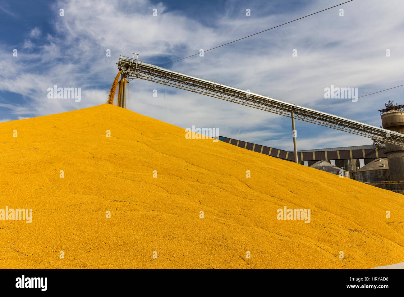 Corn and Grain Handling or Harvesting Terminal. Corn Can be Used for Food, Feed or Ethanol II Stock Photo