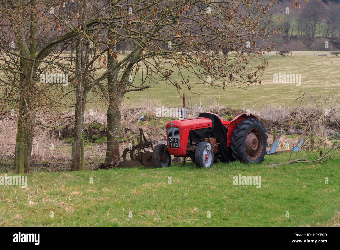 Vintage Massey Ferguson tractor with plough parked under Ash trees still being used by local farmers in Wales, UK, despite being over 40 years old. Stock Photo