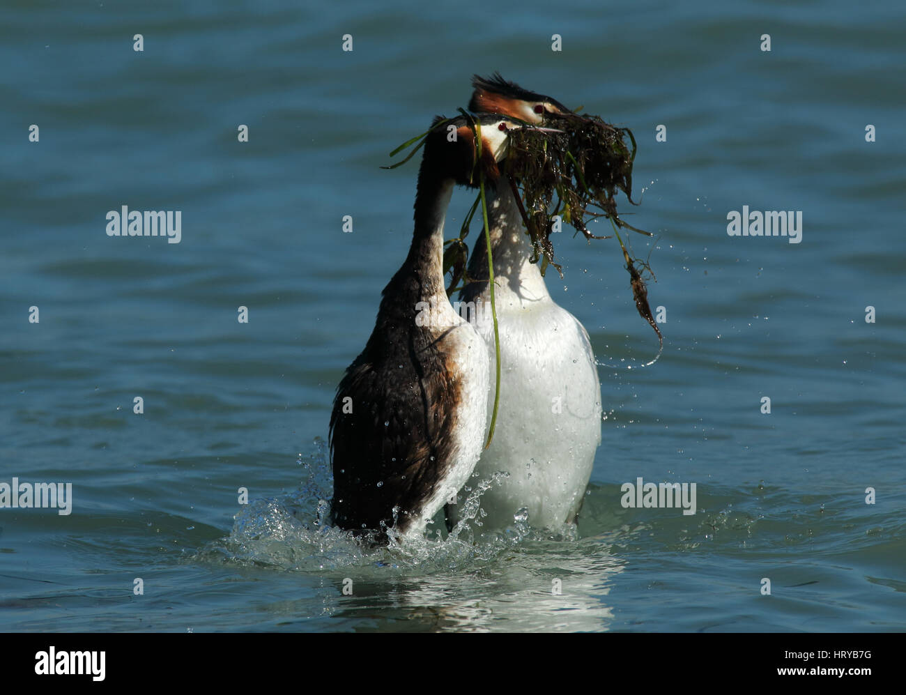 Great Crested Grebes (podiceps cristatus) performing 'weed dance' courtship display in Spring Stock Photo
