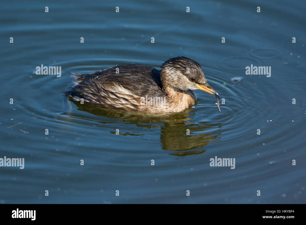 A Little Grebe (Tachybaptus ruficollis) on water surface holding a feather in beak, Rye Harbour nature Reserve, East Sussex, UK Stock Photo