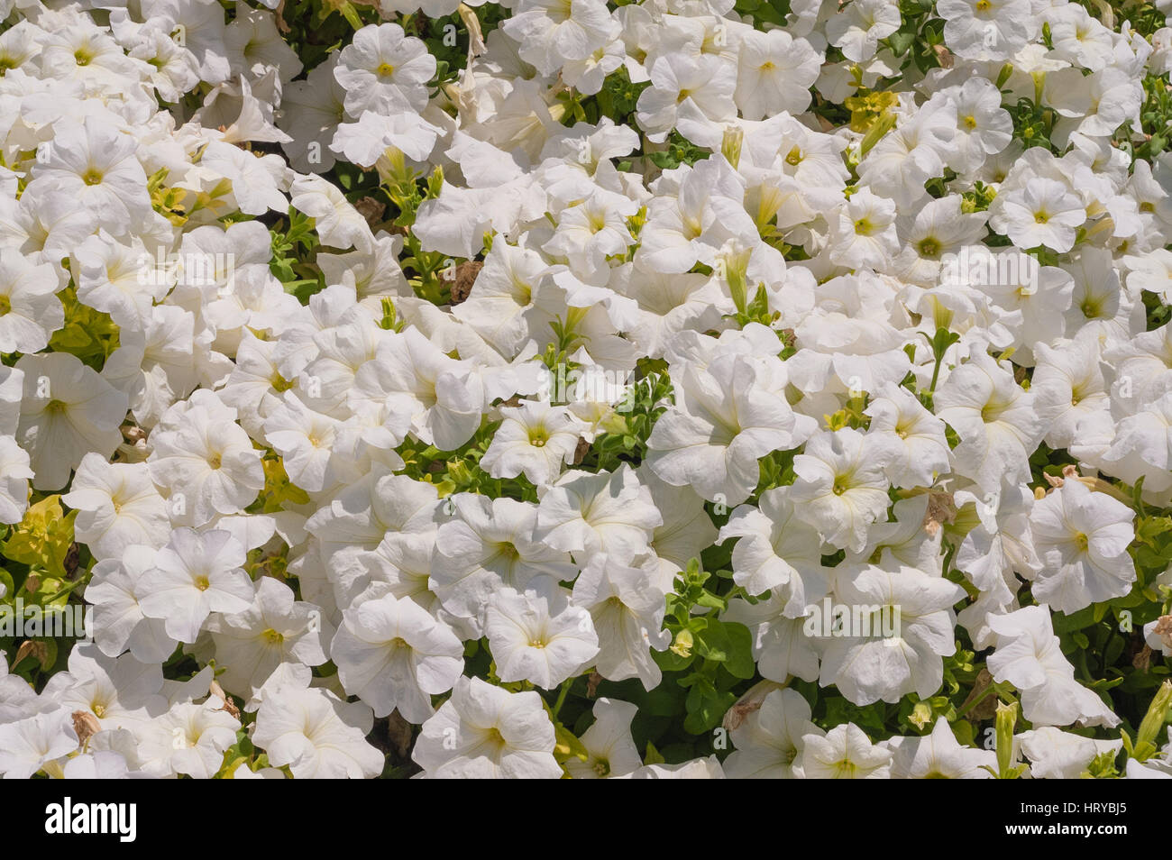 white petunia flowers in full bloom Stock Photo - Alamy