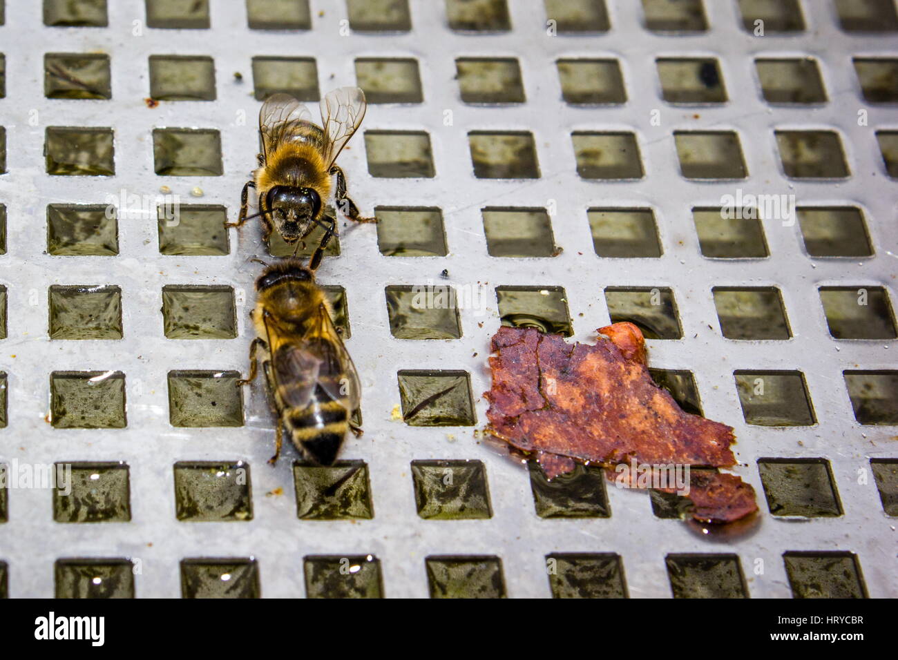 Bienen auf Gitterrost (Wasser trinken) - Bee Stock Photo
