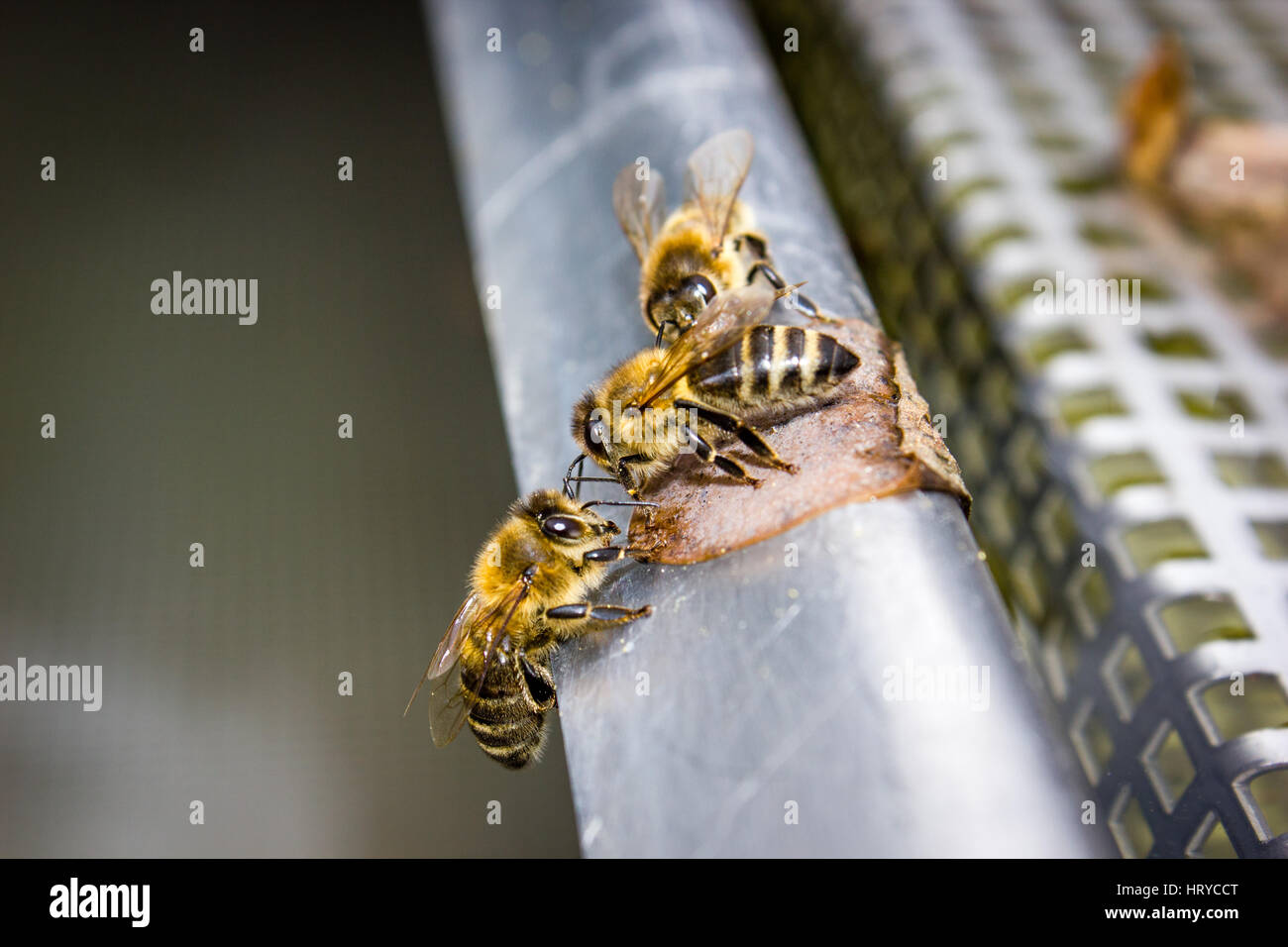 Bienen auf Gitterrost (Wasser trinken) - Bee Stock Photo