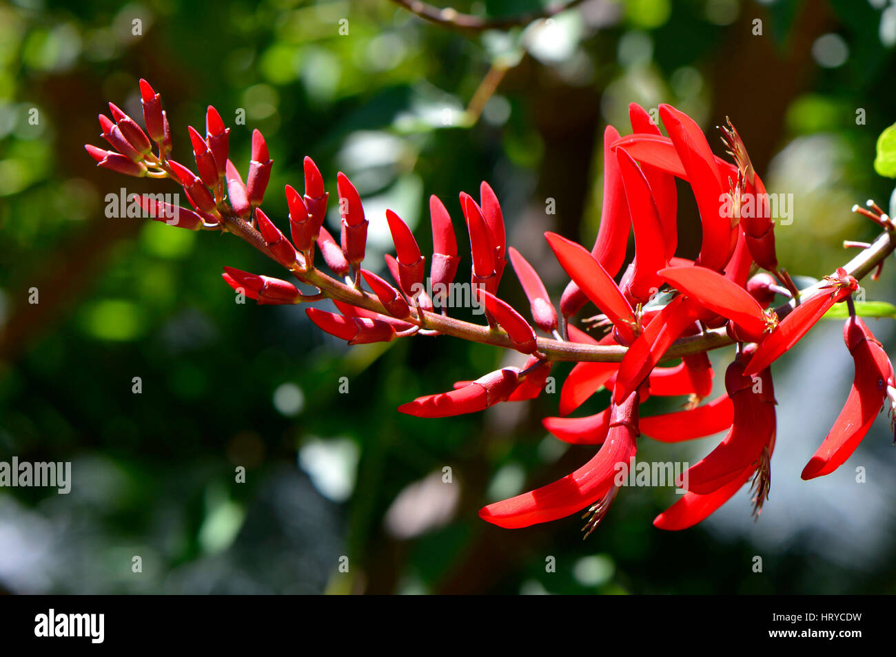 Erythrina bidwillii close up view of the flowers Stock Photo