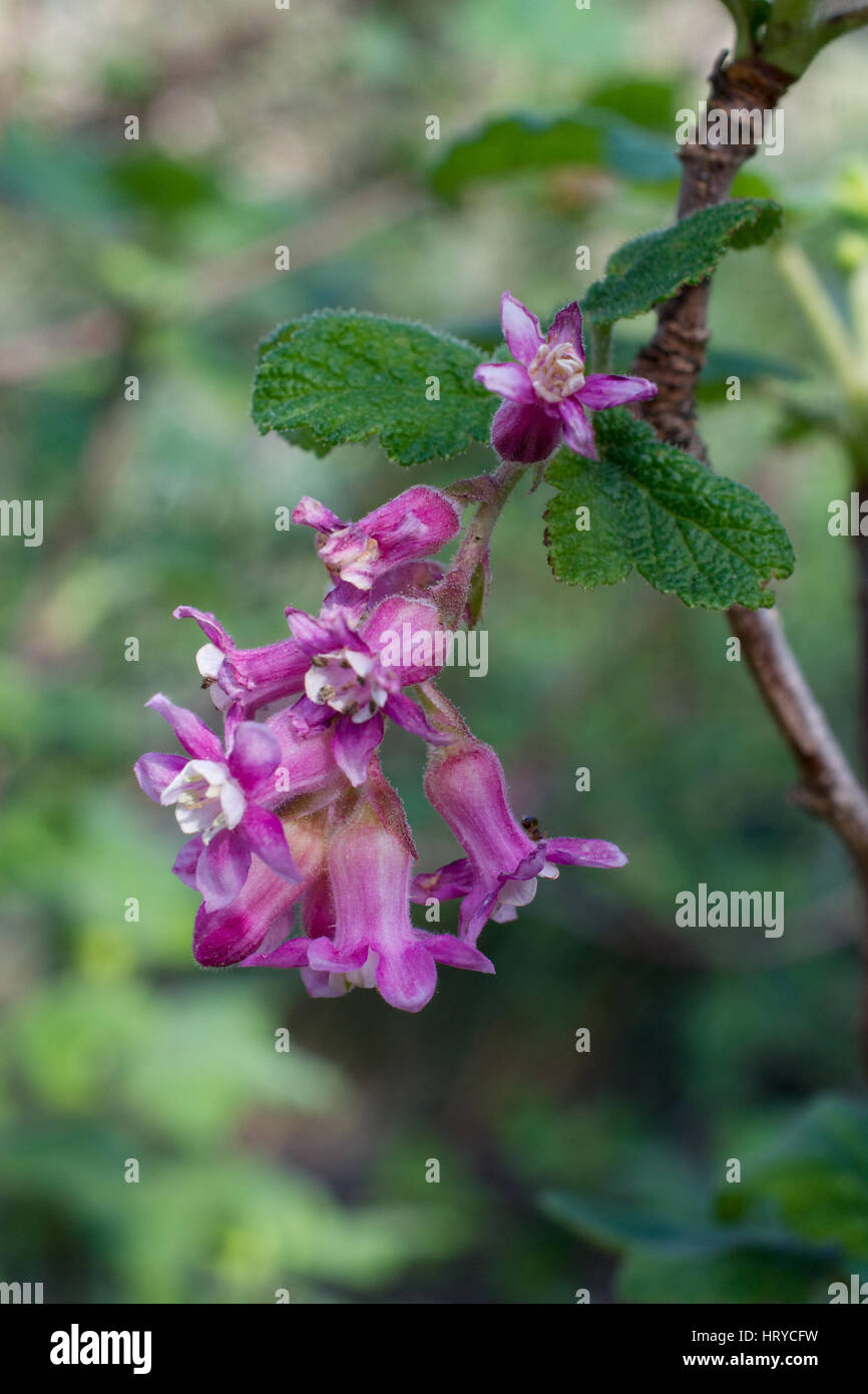 Pink flowers of Chaparral Currant, Ribes malvaceum, in nature in California Stock Photo