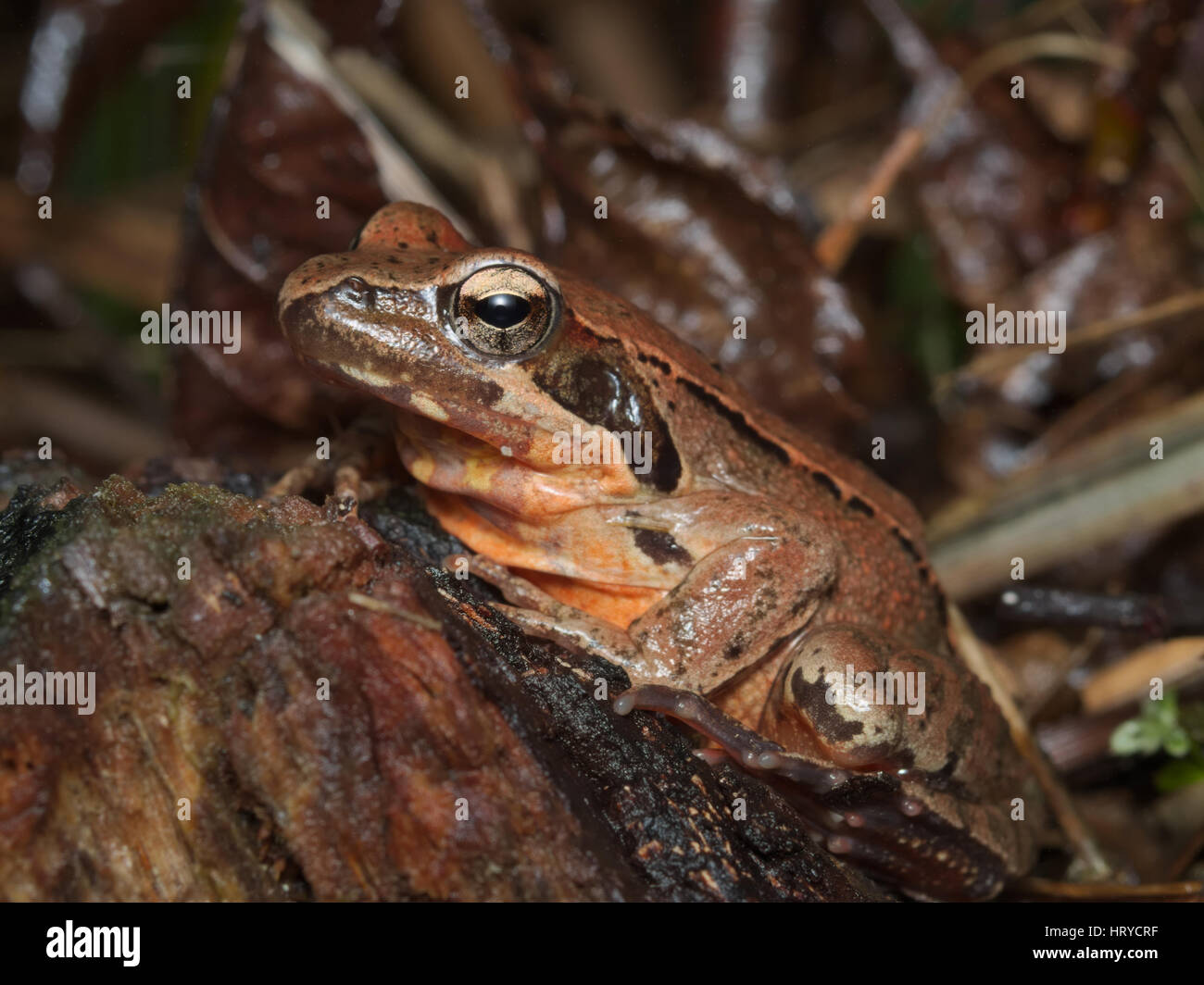 Female of Italian agile frog (Rana latastei) full of eggs, reaching the breeding site, Italy Stock Photo