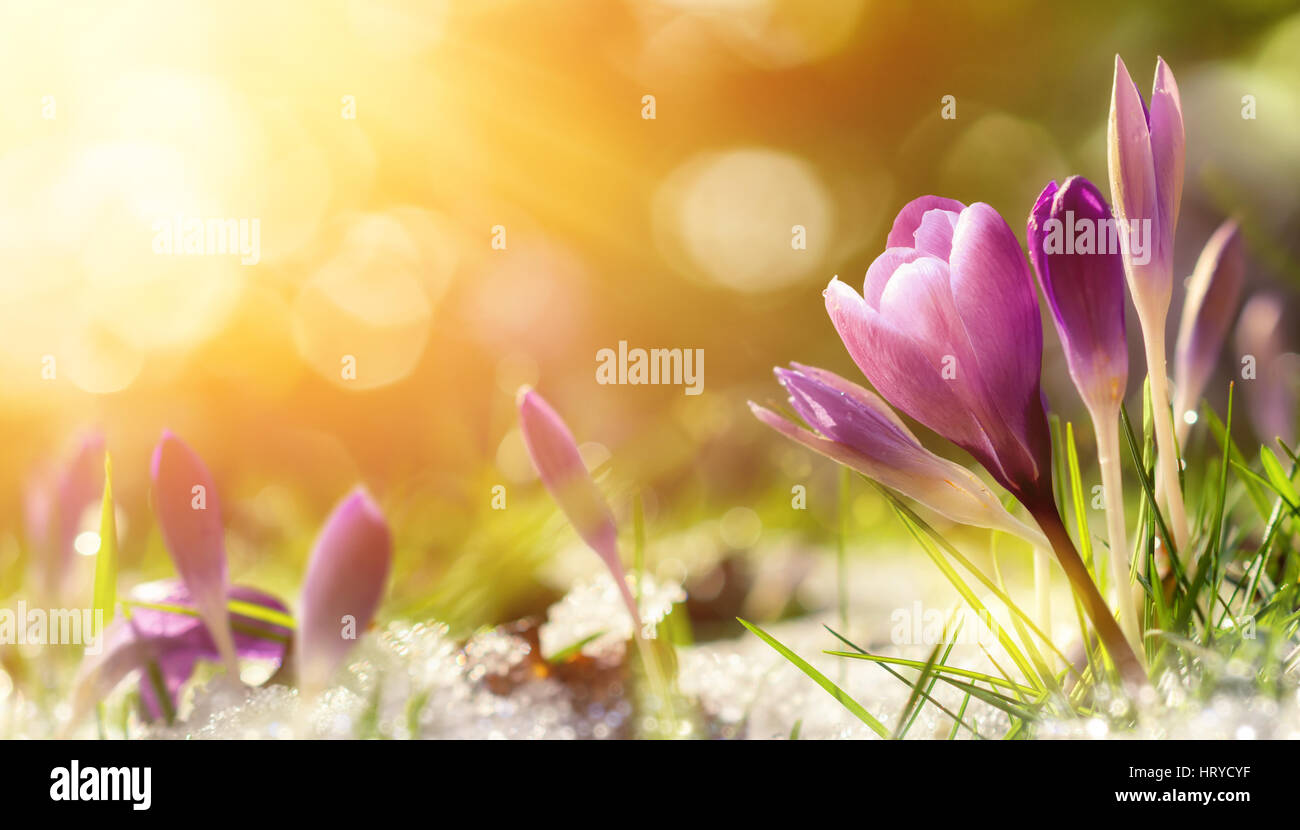 Purple crocus flowers in snow, awakening in spring to the warm gold rays of sunlight Stock Photo