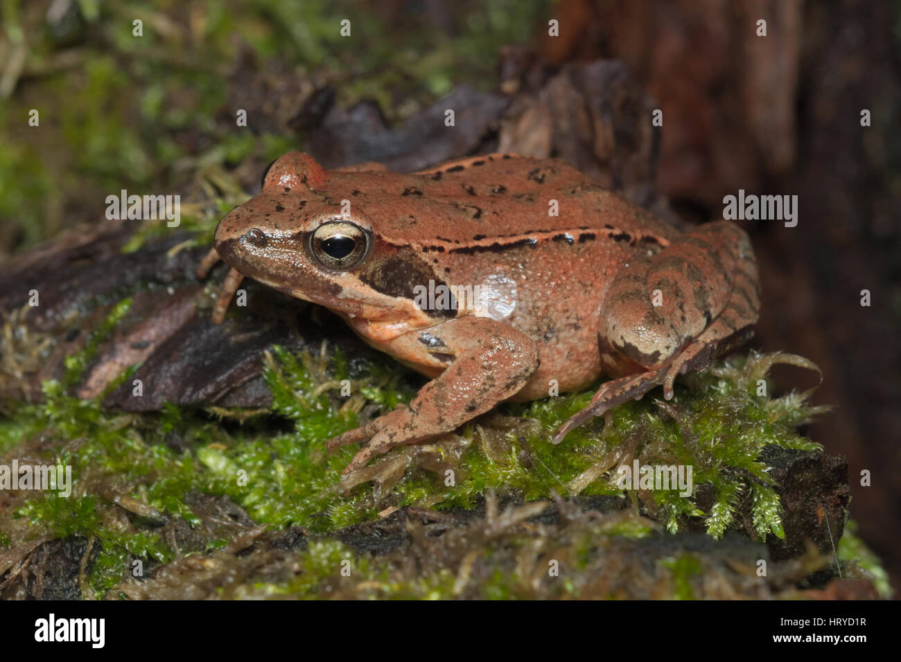 Female of Italian agile frog (Rana latastei) full of eggs, reaching the breeding site, Italy Stock Photo