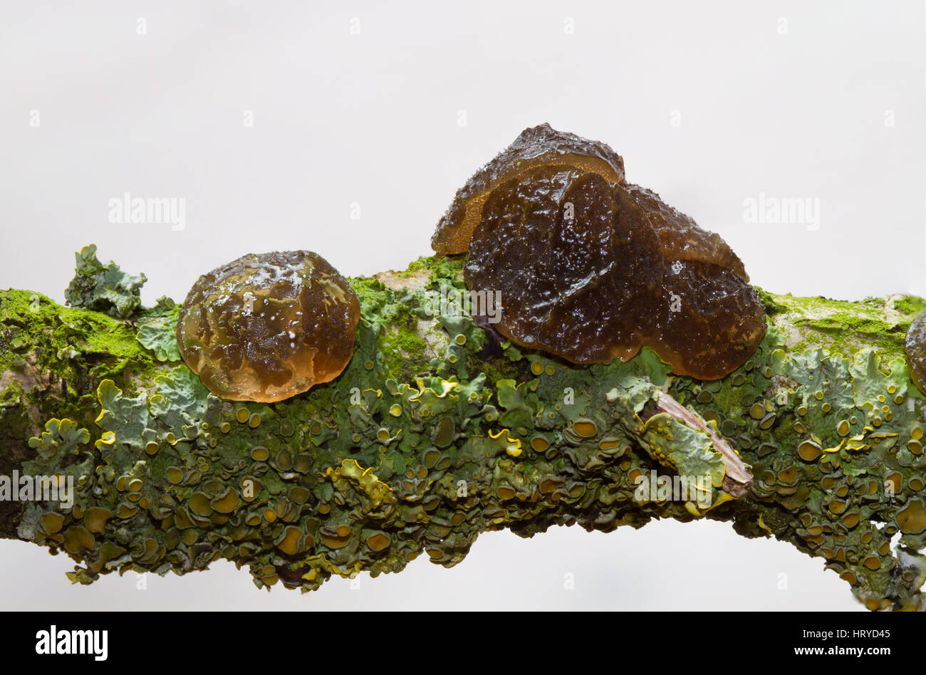 Rubbery-gelatinous, button shaped fruit bodies of Witches' butter and lichens on the rotting branch of an Oak tree. Stock Photo