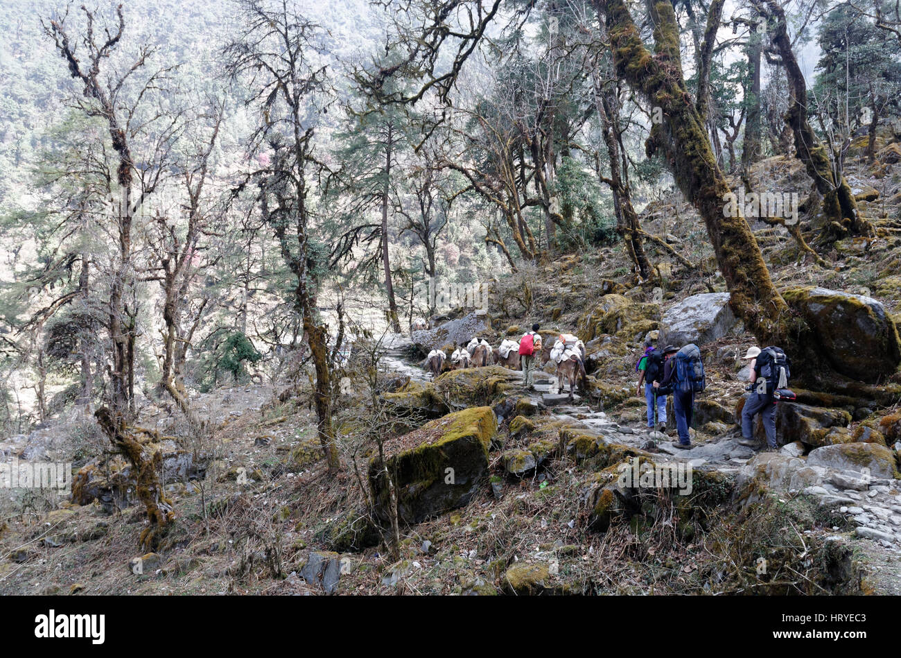 Trekkers and ponies on the path in woodland in Nepal Stock Photo