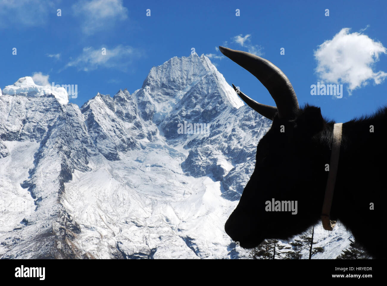 A yak's head silhouetted against Thamserku peak, Khumbu region, nepal, Stock Photo