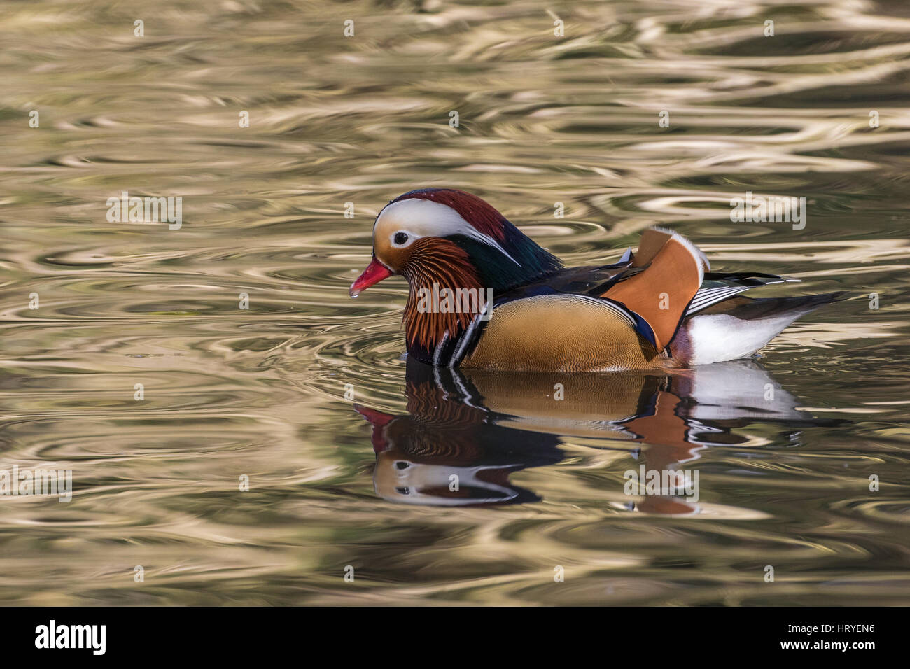 Male Mandarin duck (Aix galericulata) on a pond Stock Photo - Alamy