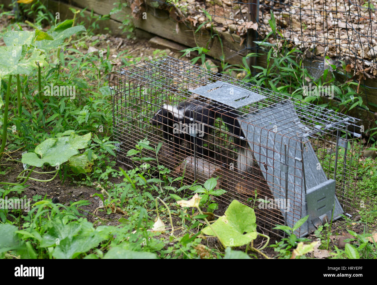 Skunk captured in Havahart trap in garden Stock Photo Alamy