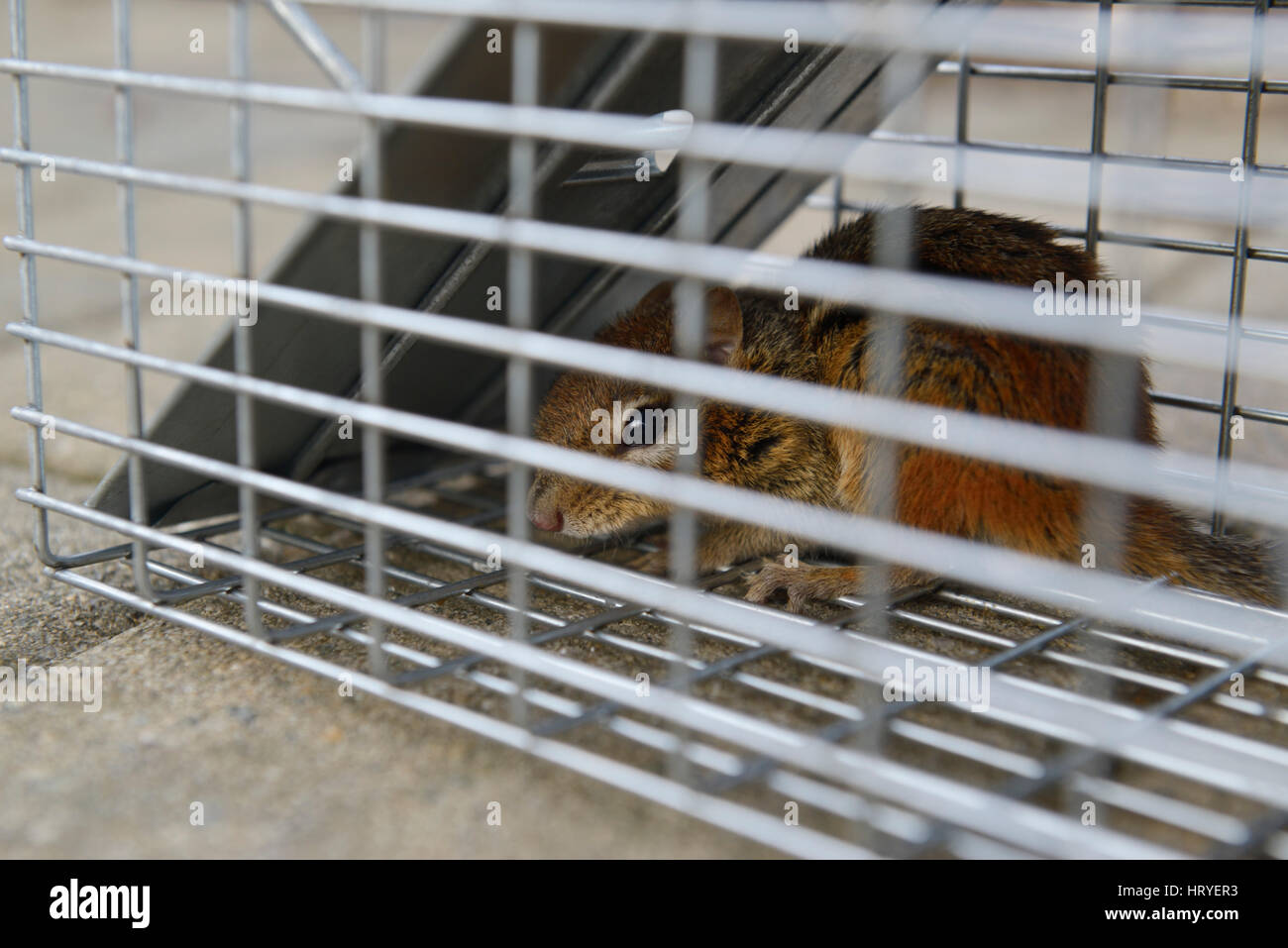 Backyard chipmunk trap. Chipmunk on verge of entering humane trap. See  Image ID:W3G4HE for the capture as chipmunk goes for the bait (a blueberry  Stock Photo - Alamy