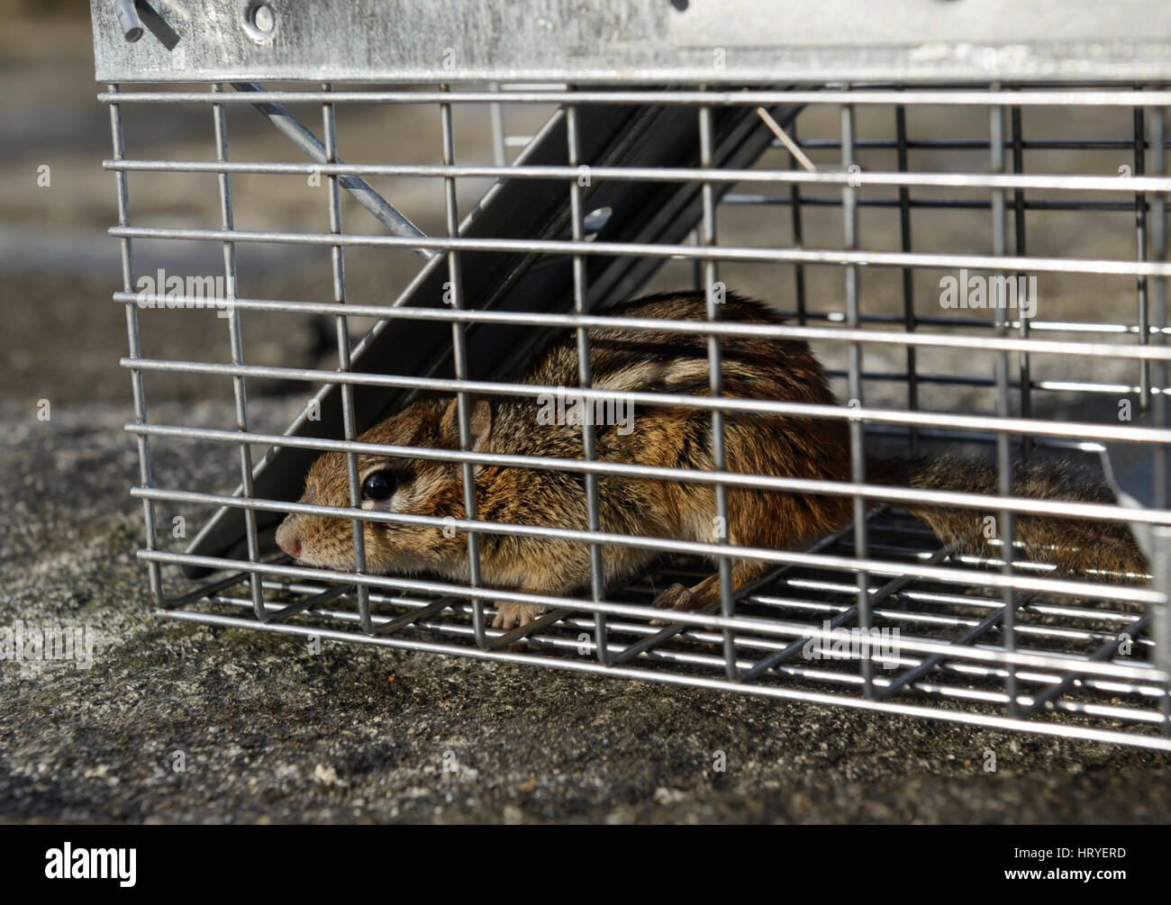 Eastern Chipmunk, Tamius striatus, in trap - small mammal havahart trap. Stock Photo