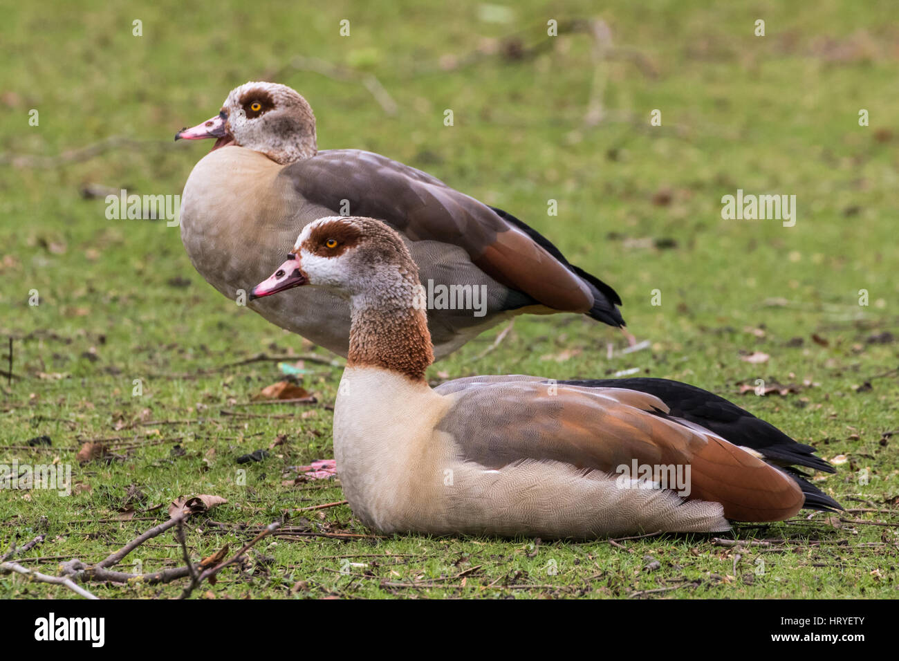 Egyptian geese goslings walking hires stock photography and images Alamy