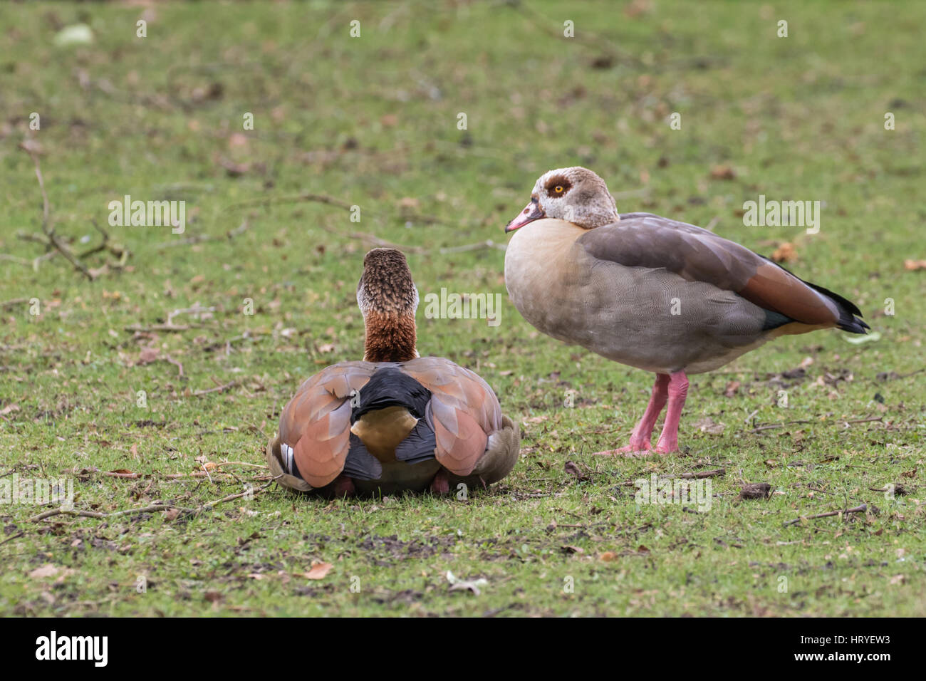 Pair of Egyptian geese (Alopochen aegyptiacus) on grass Stock Photo Alamy