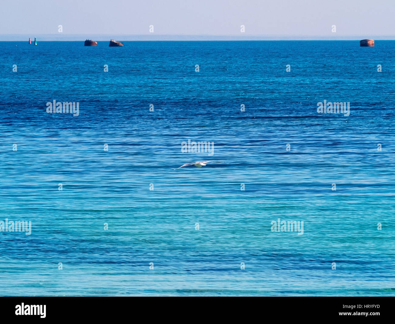 The seagull flying over the sea and buoys Stock Photo - Alamy