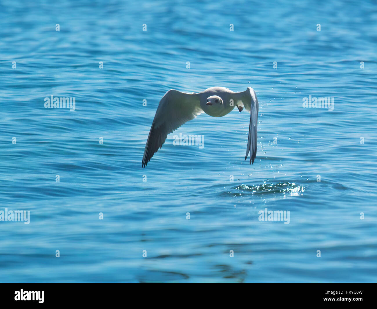 The seagull flies swiftly over the surface of the ocean Stock Photo