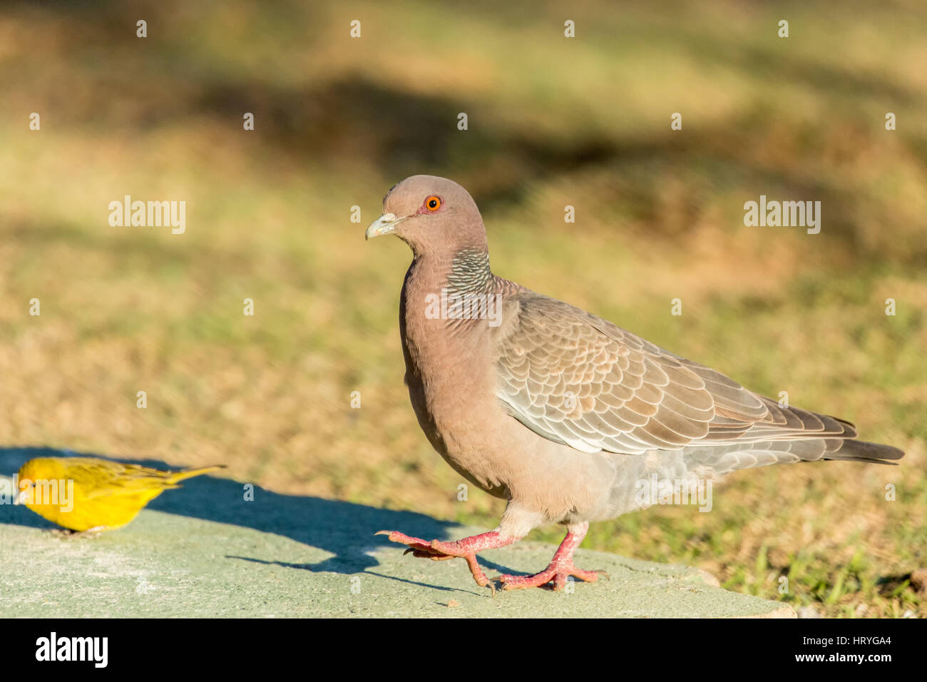 Picazuro Pigeon and Saffron Finch at a ground birdfeeder in the Pantanal region of Brazil, Mato Grosso, South America Stock Photo