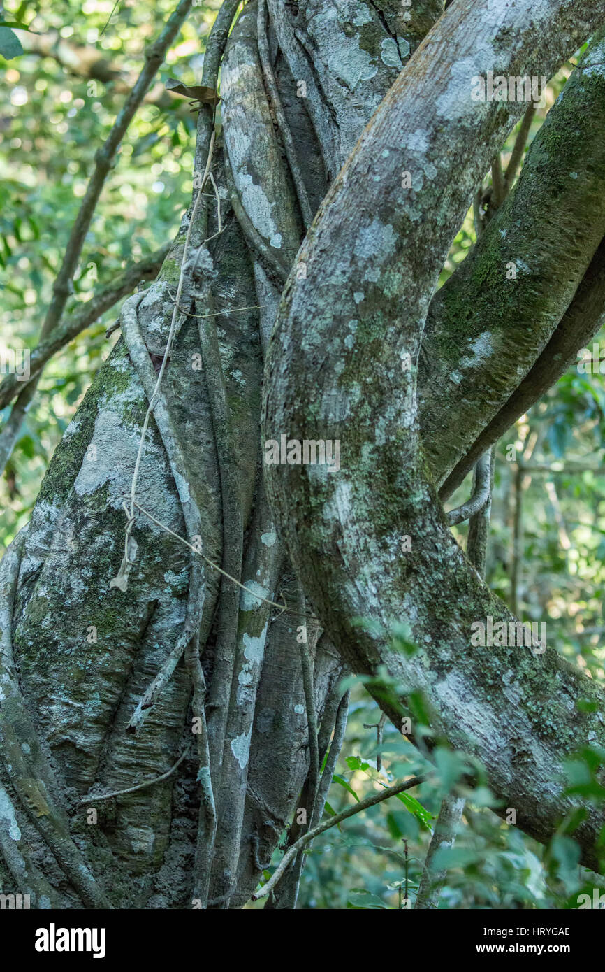 Large twisting Strangler Fig vines growing around a tree trunk in the forest in the Pantanal region of Brazil, Mato Grosso, South America.  Strangler  Stock Photo