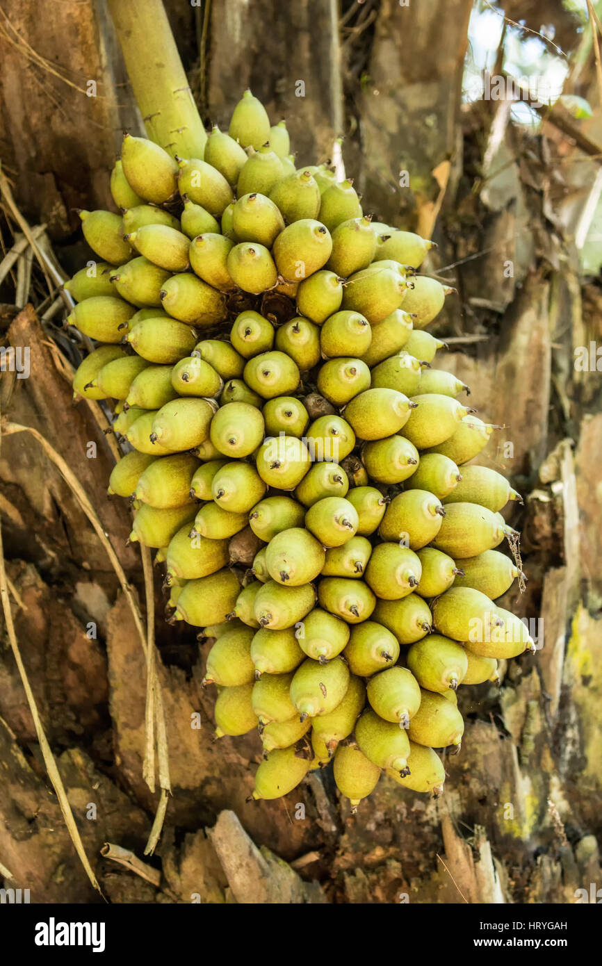 Attalea speciosa (babassu, babassu palm, babaçu, cusi) is a palm native to the Amazon Rainforest region in South America.  Hyacinth Macaws eat its see Stock Photo