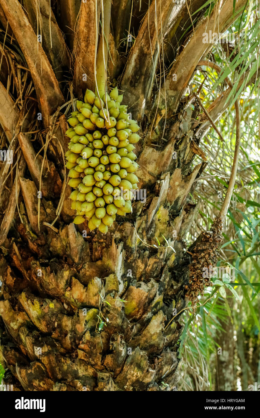 Attalea speciosa (babassu, babassu palm, babaçu, cusi) is a palm native to the Amazon Rainforest region in South America.  Hyacinth Macaws eat its see Stock Photo