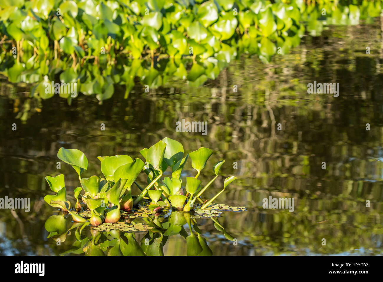 Common water hyacinth floating in the rivers and marshlands in the