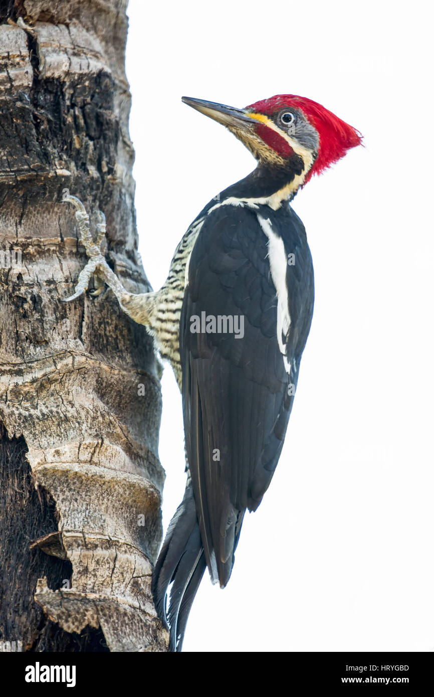 Male Lineated Woodpecker clinging to a tree trunk in the Pantanal region of Mato Grosso state, Brazil, South America Stock Photo