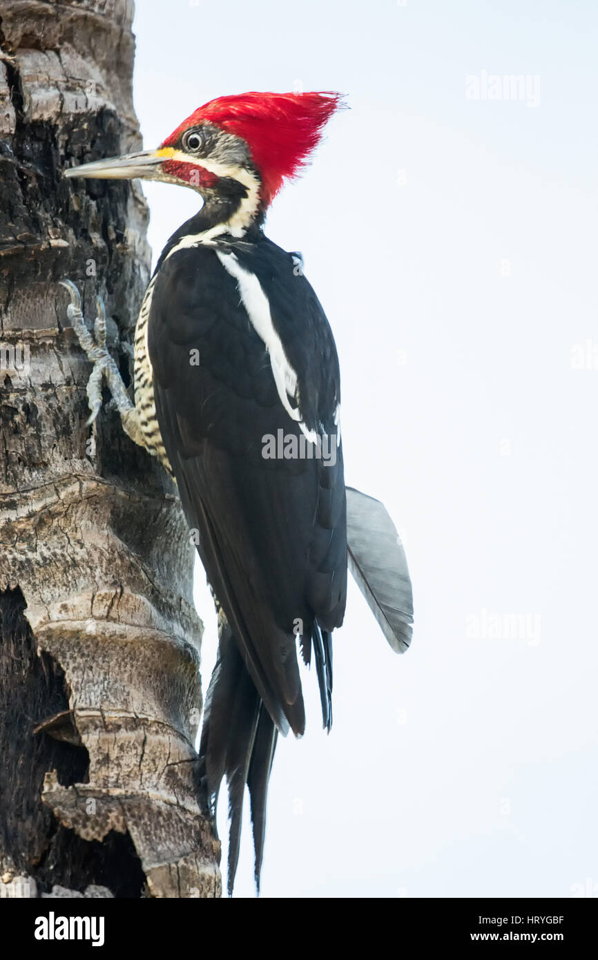 Male Lineated Woodpecker clinging to a tree trunk in the Pantanal region of Mato Grosso state, Brazil, South America Stock Photo