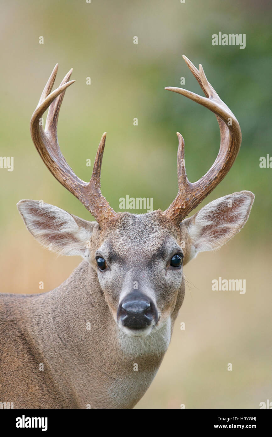 Male Key Deer Portrait Stock Photo Alamy