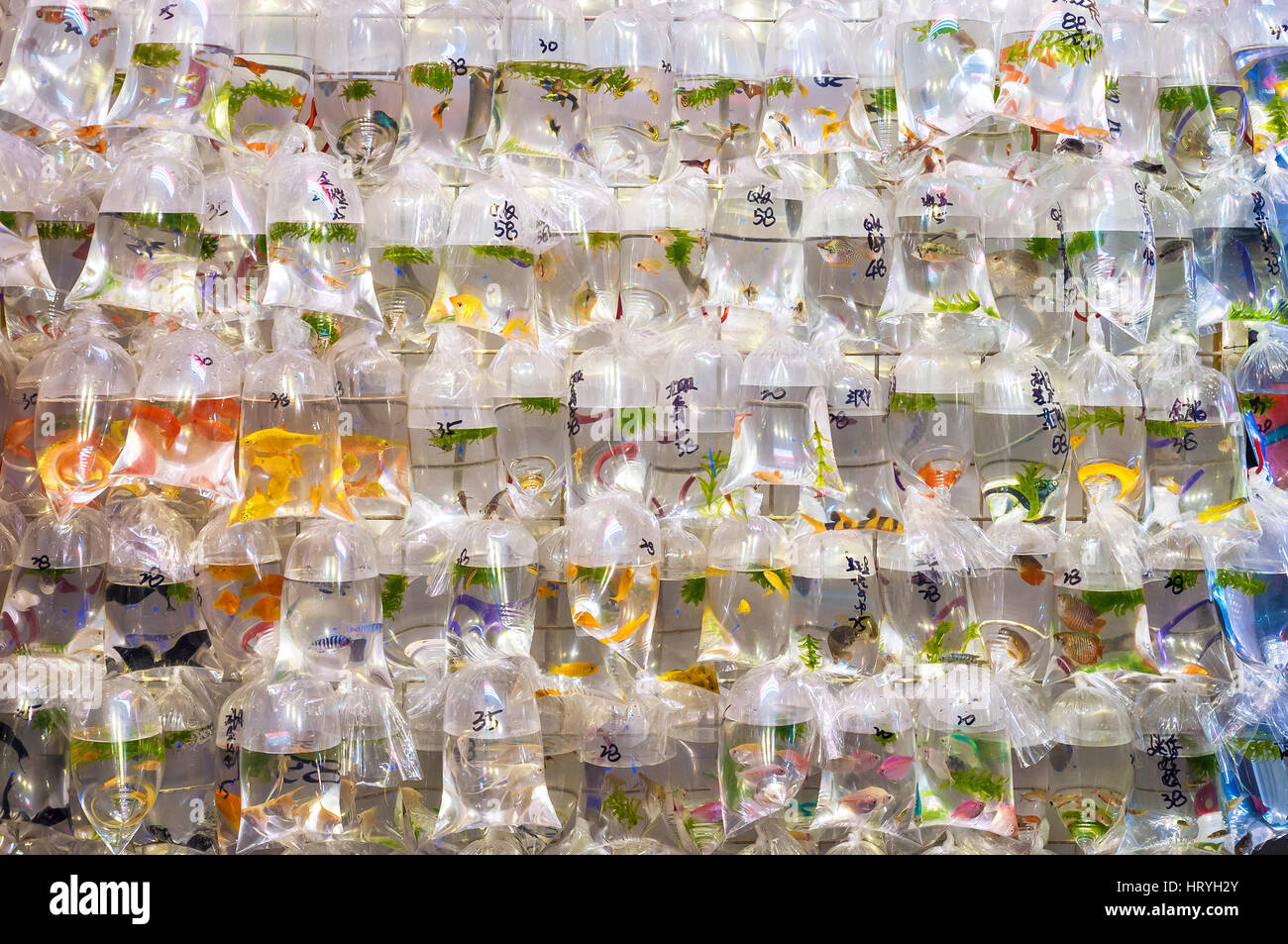 Tropical fish hanging in plastic bags at the Mong Kok goldfish market, Tung Choi Street, Hong Kong Stock Photo