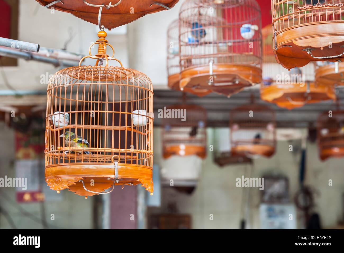 Small caged bird at Yuen Po Bird Market, Mong Kok, Hong Kong Stock Photo