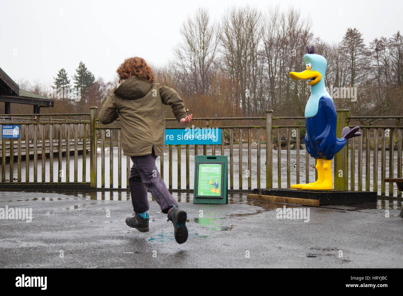 Daffy Duck in Burscough, Lancashire, UK. UK Weather. 5th March, 2017. Lovely weather for Ducks but not so much for people. Heavy showers, cold temperatures and a chilling wind for visitors to the Martin Mere Wild Life and Wetlands Trust. Despite conventional thinking, rain is not lovely weather for ducks, because the rain washes away the oil in their feathers that lets them float. Stock Photo