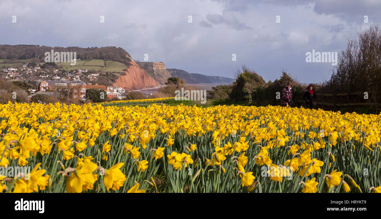 Sidmouth, 5th March 17. The dying wish of a Canadian millionaire has produced a spectacular view in Sidmouth, Devon. Around 500,000 bulbs have now been planted by volunteers over the last few years following a bequest by Investment banker Keith Owen, who had intended to retire to Sidmouth, which he considered to be “England as it used to be”. Discovering in 2007 he had only 8 weeks to live, left his £2.3 million fortune to the town for projects of local interest. Sidmouth, Devon, South West UK.  Photo Tony Charnock / Alamy Live News Stock Photo