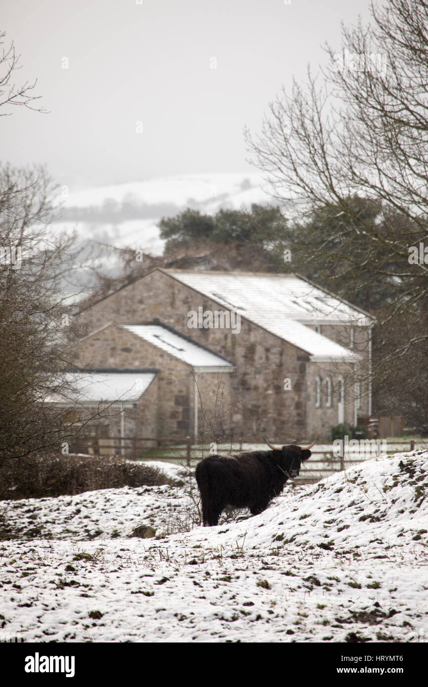 Livestock in winter grasing on snow covered welsh farm land near to the